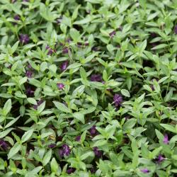 Vinca minor 'Atropurpurea' (Purple-flowered Common Periwinkle), habit, summer