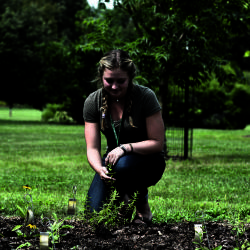 Herbarium intern studying plants in the research garden at The Morton Arboretum