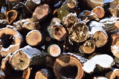 Cut logs in the winter