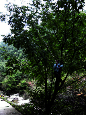 Kris Bachtell collecting Manchurian ash (Fraxinus manshurica) specimens in China