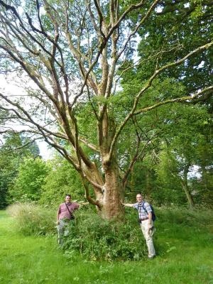 Kris Bachtell standing near a paper-barked maple (Acer griseum) in Wales