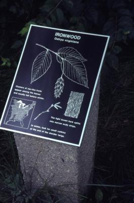 Ostrya virginiana (ironwood) interpretation sign