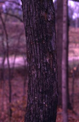 Ostrya virginiana (ironwood), bark