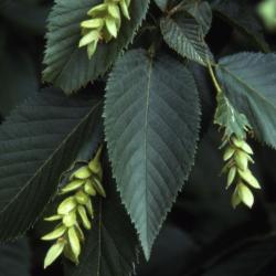 Ostrya virginiana (ironwood), leaves and fruit 