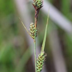 Carex buxbaumii (Buxbaum's Sedge), close-up of inflorescence