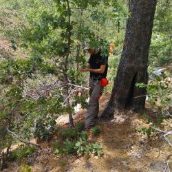 Dr. Sean Hoban sampling leaves of the Quercus boyntonii Beadle (Boynton's sand post oak)