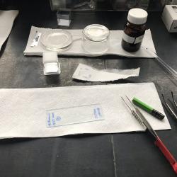 Materials for prepping stained root squash slides
