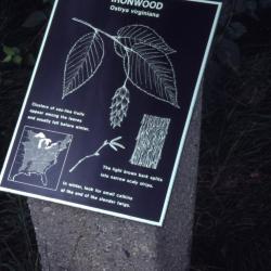 Ostrya virginiana (ironwood) interpretation sign