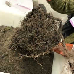 A volunteer cleaning soil off sugar maple roots at the conclusion of a greenhouse experiment