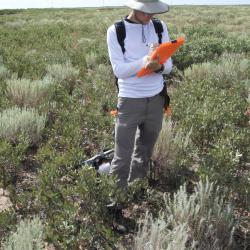 Dr. Hoban takes notes on observations of shinnery oak (Quercus havardii) in Texas