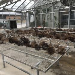Red oak and sugar maple saplings drying at the conclusion of a greenhouse experiment