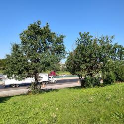 Trees along the Illnois Tollway