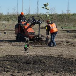 Contractors auguring planting pits and planting trees