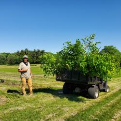 Breeding Assistant Andrew Muñoz is pointing out the elm selections bursting out of the back of his vehicle in the Tree Breeding Nursery