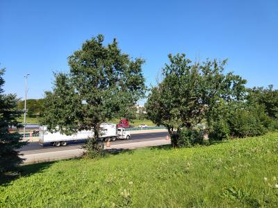 Trees along the Illnois Tollway