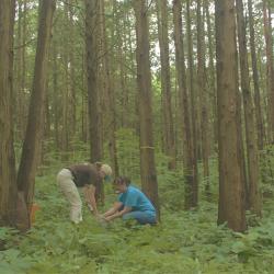 Researchers collecting soil from a Sawara cypress plot