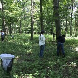 Students and researchers collecting tree cores from Shagbark history trees