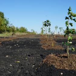 Trees planted into beds amended with biosolids and biochar