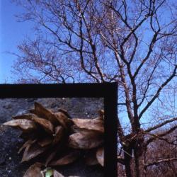 Ostrya virginiana (ironwood), fruit detail and tree