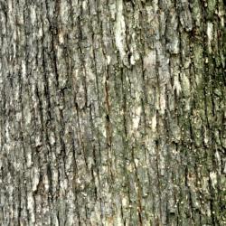 Ostrya virginiana (ironwood), bark