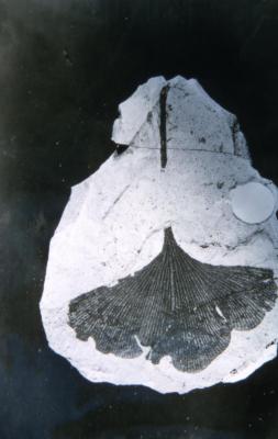 Ginkgo biloba (ginkgo), fossil