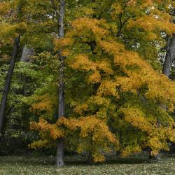 Maple Trees in Peak Fall Color