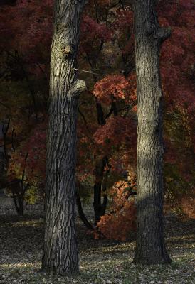 Japanese Maples in Fall color, Behind Oak Trees