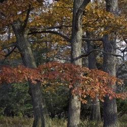 Oak Trees in Glorious Fall Color