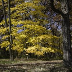 Maple Tree in Bright Yellow Fall Color