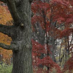 Large oak tree and colorful Japanese Maples