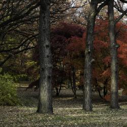 Japanese Maples in Fall Color