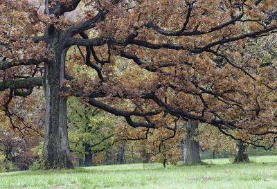 Oak Tree in Fall Color with Prominent Branches
