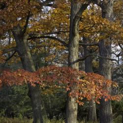 Oak Trees in Glorious Fall Color