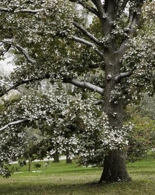 Fresh Snow on Oak Tree in October