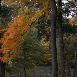 Brilliant maple color on Sterling Pond