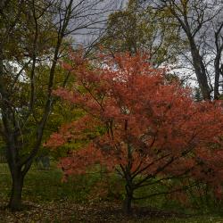 Japanese maple in brilliant red fall color
