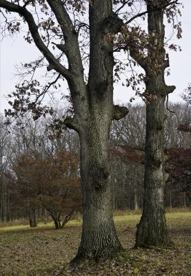 Two Tall Oaks on a Drab November Day