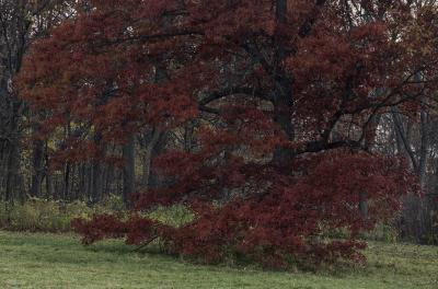 Brilliant Red Oak Foliage