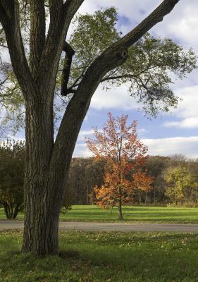 Sweetgum Framed by Large Tree in Foreground