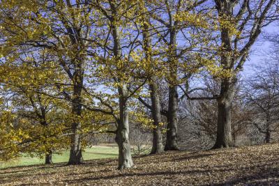 Beeches in Fall Color on a Sunny November Day