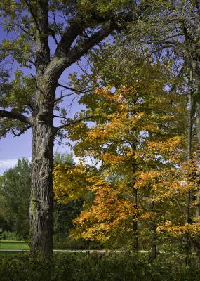 Oak and Maple in Fall Color