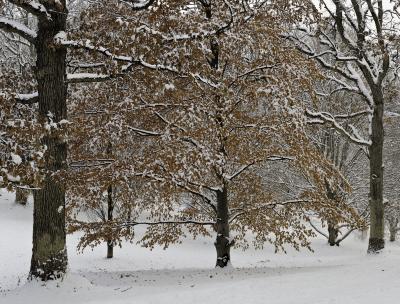 Snowscape Featuring a Beech Tree with golden fall foliage