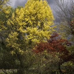 Gingko and Japanese maple against threatening sky