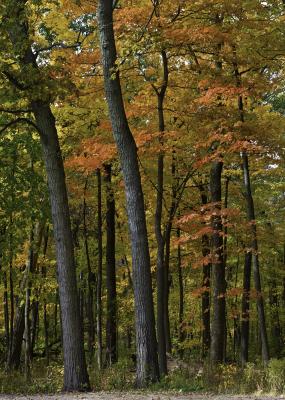 Colorful Maple Foliage