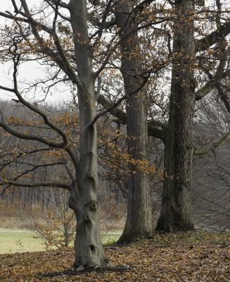 Beech Tree and Two Oaks