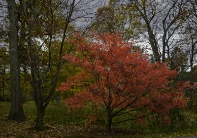Japanese maple in brilliant red fall color