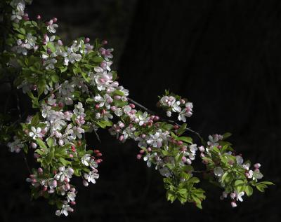 Crabapple Flowers on Branch