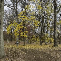 Yellow Maple Surrounded by Oak Trees