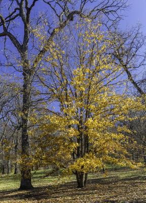 Yellow Maple Against Blue Sky