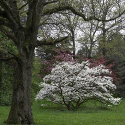 Pink and White Dogwoods